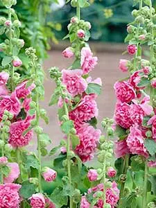 Althea - Hollyhock