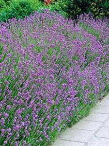 Border Hedges