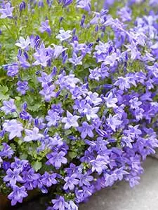 Campanula - Bellflower