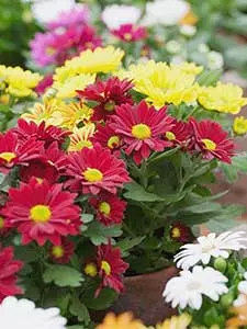 Chrysanthemum - Chrysanths