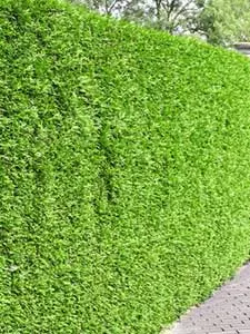 Conifer Hedges