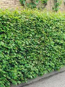 Deciduous Hedges
