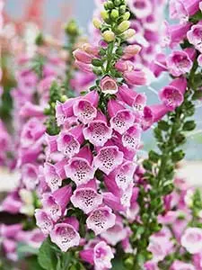Digitalis - Foxglove