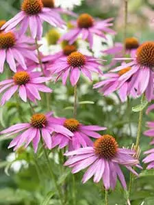 Echinacea - Coneflower