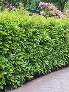 Evergreen Hedges