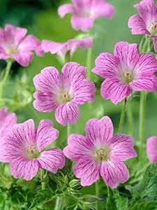 Hardy Geranium - Cranesbill