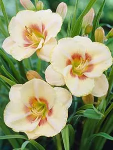 Hemerocallis - Day Lilies
