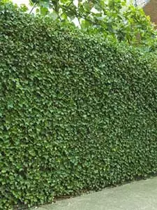 Impenetrable Hedges