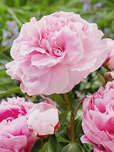 Peony