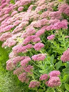 Sedum - Stonecrop