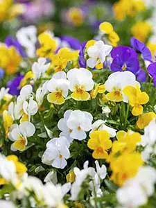 Viola - Pansy