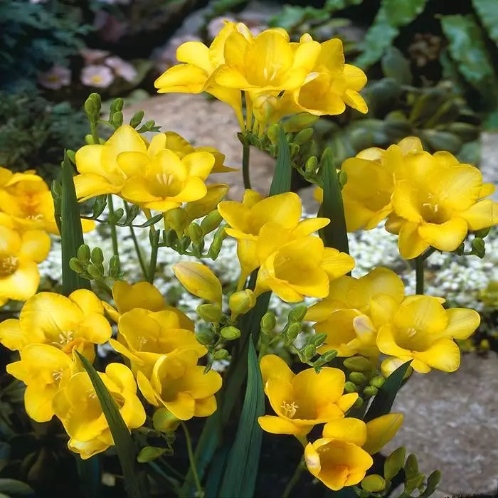 Freesia single yellow x 20