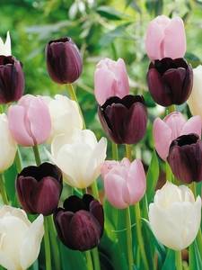 Tulip collections