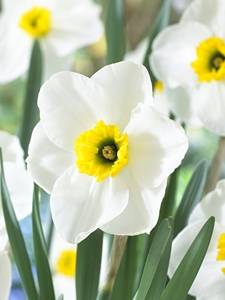 Small cupped daffodils