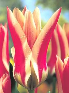 Fosteriana Tulips