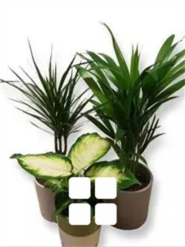 All house plants