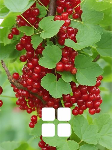 All fruit plants