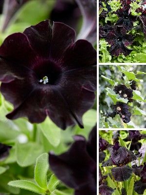 Black garden plants