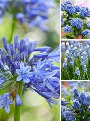 Blue garden plants