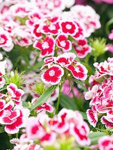 Dianthus - Carnation