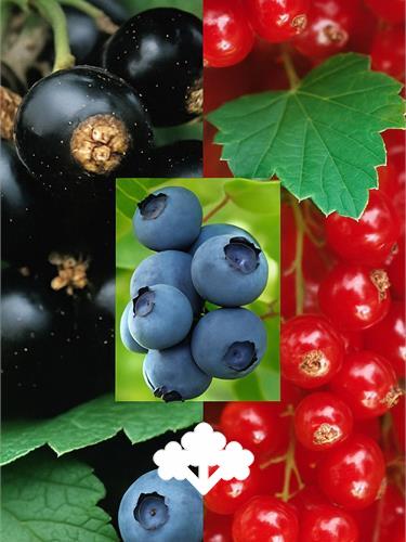 Fruit collections