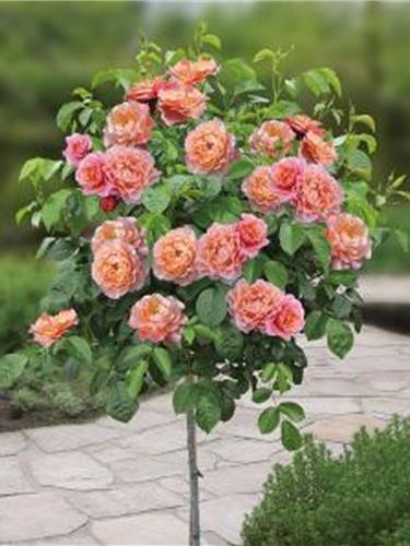 Standard Roses