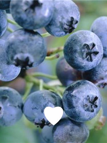Popular fruit plants