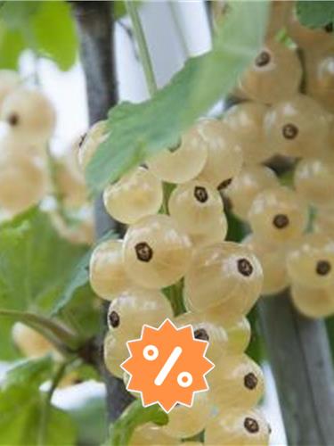 Fruit trees on sale