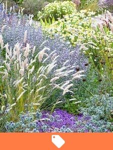 Garden plants on sale