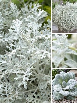 Grey garden plants