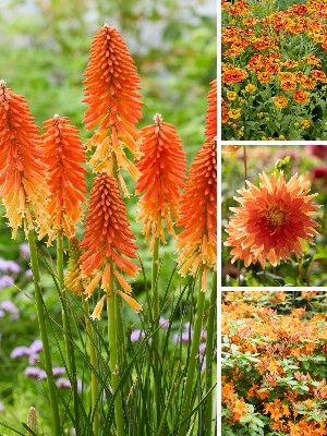 Orange garden plants