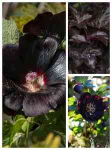 Black Perennials