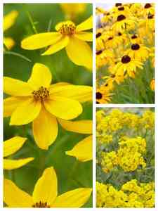 Yellow Perennials