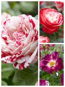 Bicolour roses