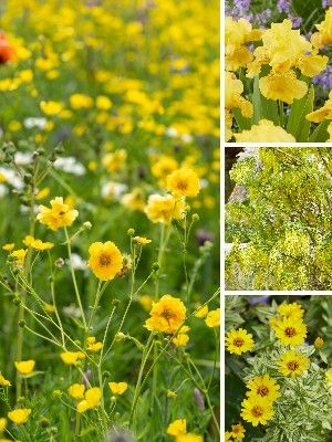 Yellow garden plants