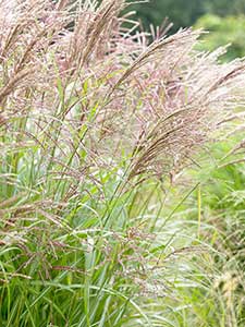 Ornamental grasses