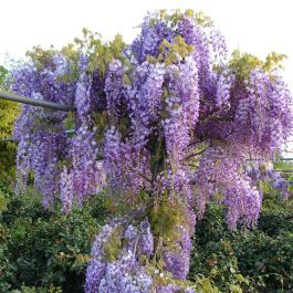 Wisteria Sinensis 'Prolific'  Blue Climbing Plant