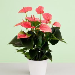 anthurium regale kaufen Anthurium Regale – Tropical Corner main image 1