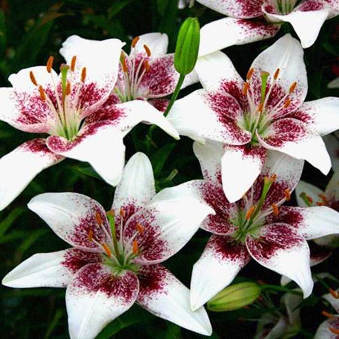 Buy Lilium asiatic Netty's Pride x 3 affordable Gardens4you.ie