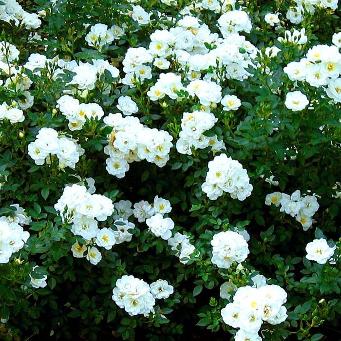 Buy Ground Covering Rose Swany affordable Gardens4you.ie