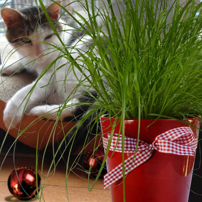 Buy Cat Grass affordable Gardens4you.ie