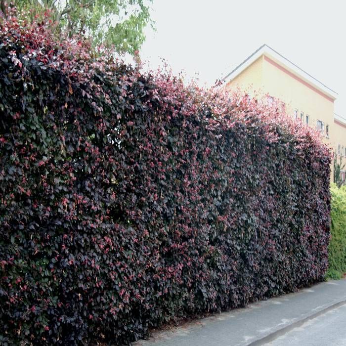 Buy Copper Beech Hedge x 10 affordable Gardens4you.ie