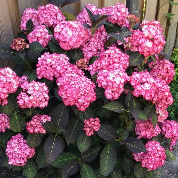 Buy Hydrangea macrophylla miss Saori 12 cm affordable Gardens4you.ie