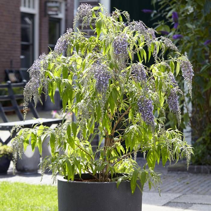 Image of Buddleja davidii in a pot