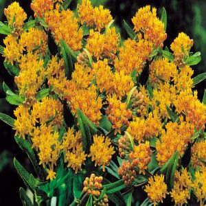 Asclepias tuberosa