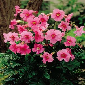 Incarvillea delavayi LP