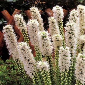 Liatris spicata white 6/8