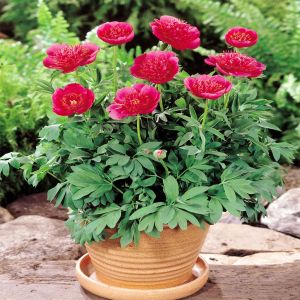 Paeonia lactiflora 'Flame'