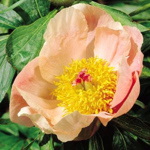 Paeonia single flowering Apricot