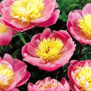 Paeonia lactiflora 'Bowl of Beauty'